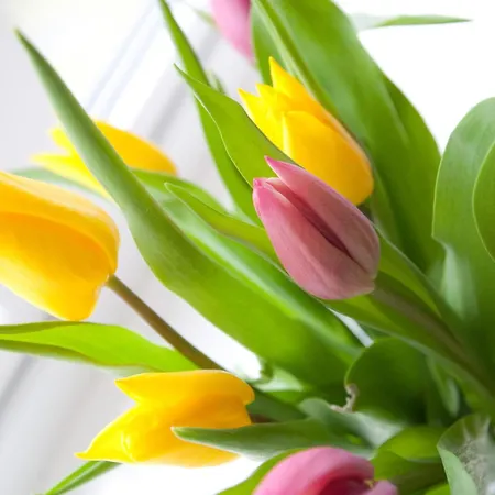 Daire Suetjers Hues *